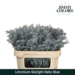 Limonium Painted Skylight Light Blue 70cm 25gr.