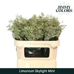 Limonium Painted Skylight Mint 70cm 25gr.