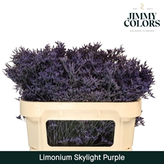 Limonium Painted Skylight Purple 70cm 25gr.