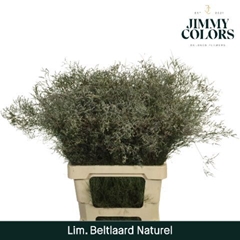 Limonium Painted Beltaard Natural 70cm 30gr.