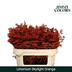 Limonium Painted Skylight Orange 70cm 25gr.