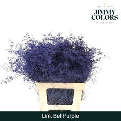 Limonium Painted Beltaard Purple 70cm 30gr.