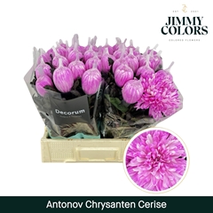 Chrysanth Single Painted Antonov Cerise 70cm 110gr.