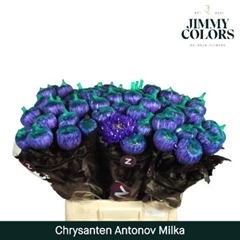 Chrysanth Single Painted Antonov Milka 70cm 110gr.