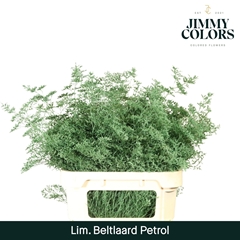 Limonium Painted Beltaard Petrol 90cm 50gr.