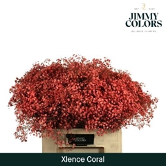 Gypsophila Painted Xlence Coral 60cm 20gr.