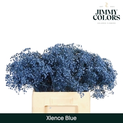 Gypsophila Painted Xlence Blue 60cm 20gr.