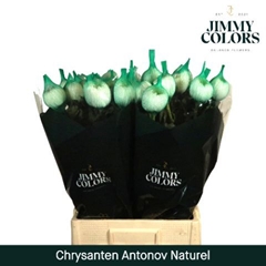 Chrysanth Single Antonov 75cm 100gr.