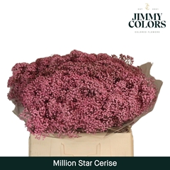 Gypsophila Painted Million Star Cerise 60cm 15gr.