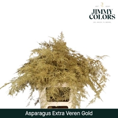 Asparagus Setaceus Painted Gold 65cm