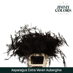 Asparagus Setaceus Painted Aubergine 65cm