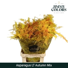 Asparagus Setaceus Painted Autumn Mix 80cm