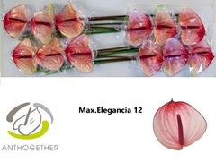 Anthurium Maxima Elegancia 13cm Hd