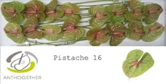 Anthurium Pistache 11cm Hd