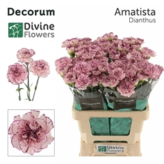 Dianthus Single Amatista 60cm