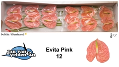 Anthurium Evita Pink 13cm Hd
