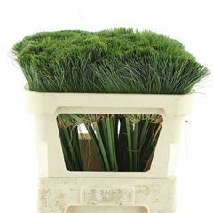 Cyperus Papyrus 70cm