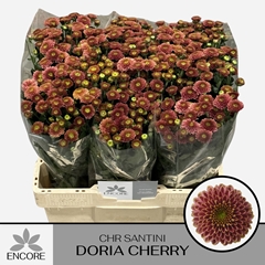 Chrysanth Santini Doria Cherry 55cm 34gr.