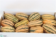 Cucurbita Pepo 10cm