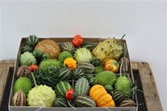 Cucumis Hirsutus 5cm