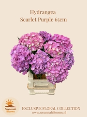 Hydrangea Scarlett 65cm 18cm Hd