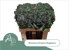 Brassica Empire Bogdana 60cm