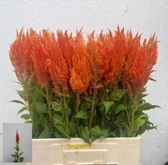 Celosia Sunday Orange 65cm