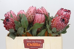 Protea Magnifica Mountain Queen 50cm