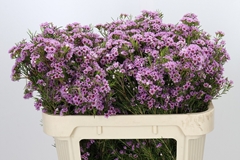 Chamelaucium Giselle 70cm 40gr.