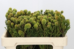Brunia Fragarioides 50cm