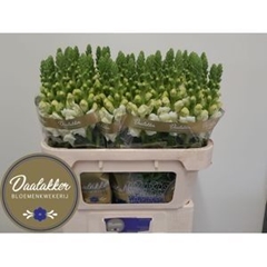 Antirrhinum Avignon White Imp 75cm