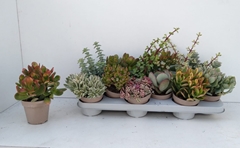 Crassula Mixed 10Ø 20cm