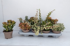 Crassula Mixed 12Ø 22cm