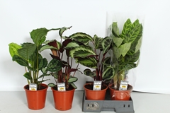 Calathea Mixed 4 Varietys 19Ø 65cm