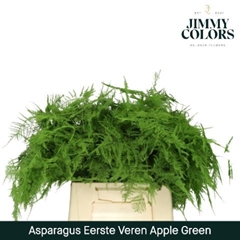Asparagus Setaceus Painted Apple Green 45cm