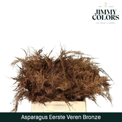 Asparagus Setaceus Painted Bronze 45cm