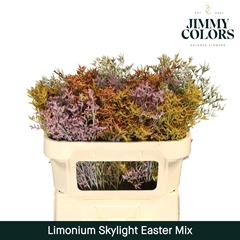 Limonium Painted Skylight Easter Mix 70cm 25gr.