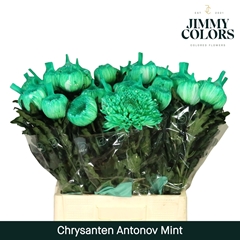 Chrysanth Single Painted Antonov Mint 70cm 110gr.