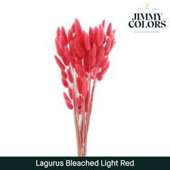 Lagurus Light Red Per Bunch 60cm