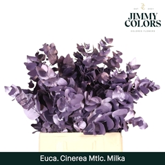 Eucalyptus Cinerea Painted Met Milka Per Bunch 70cm 200gr.