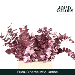 Eucalyptus Cinerea Painted Met Cerise Per Bunch 70cm 200gr.