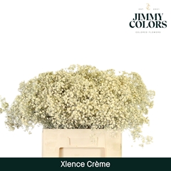 Gypsophila Painted Xlence Cream 60cm 20gr.