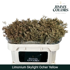 Limonium Painted Skylight Ocher Yellow 70cm 25gr.
