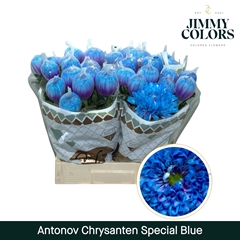Chrysanth Single Painted Antonov Special Blue 70cm 110gr.