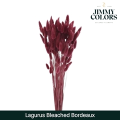 Lagurus Bordeaux Per Bunch 60cm