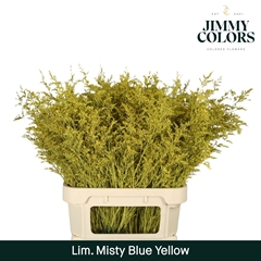Limonium Painted Misty Blue Yellow 90cm 40gr.
