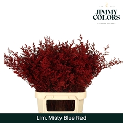 Limonium Painted Misty Blue Red 90cm 40gr.