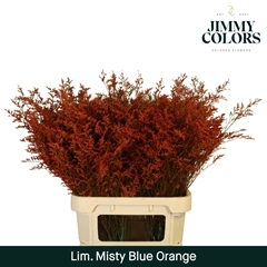 Limonium Painted Misty Blue Orange 90cm 40gr.