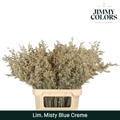 Limonium Painted Misty Blue Cream 90cm 40gr.