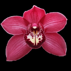 Cymbidium Barolo 50cm